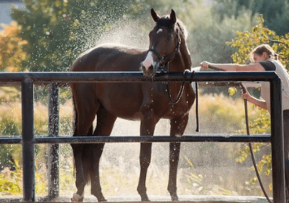 How Long Does It Take a Horse to Dry After a Bath?